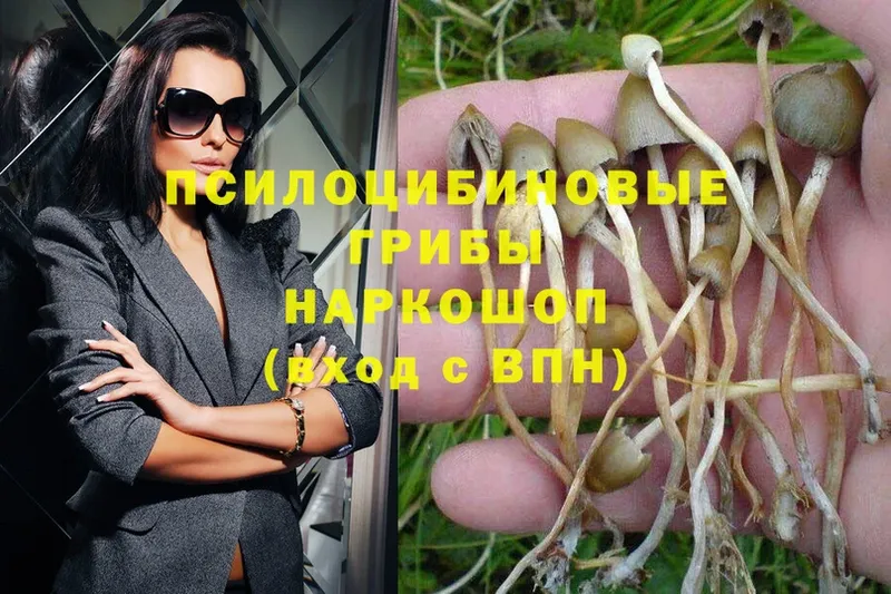 цена   Батайск  Псилоцибиновые грибы Psilocybine cubensis 